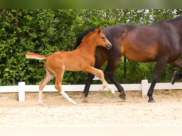 Hanoverian Mare  16,2 hh Chestnut in Oebisfelde