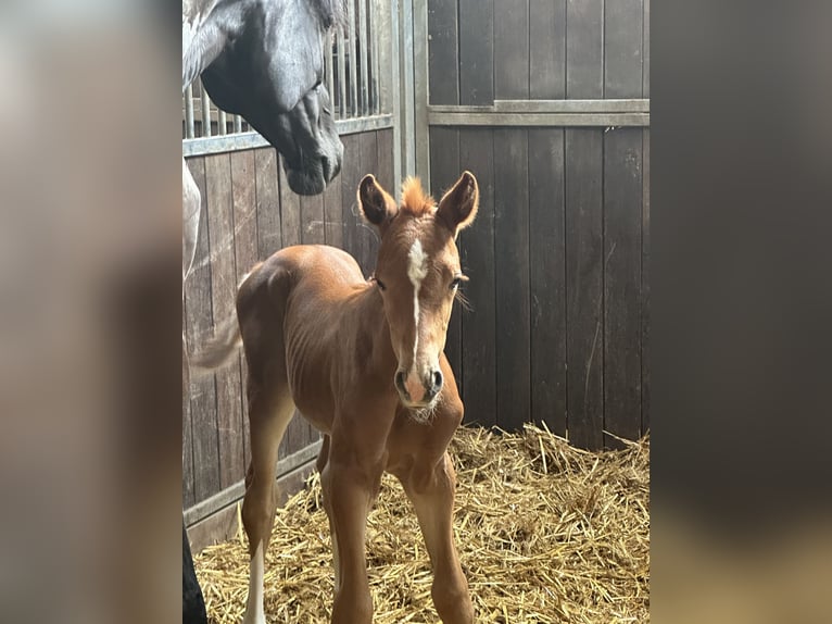 Hanoverian Mare Foal (06/2025) 16,2 hh Chestnut in Herten