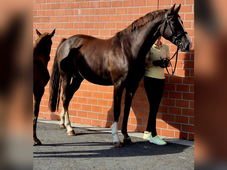Hanoverian Mare Foal (04/2025) 16,2 hh Chestnut in Ochtersum