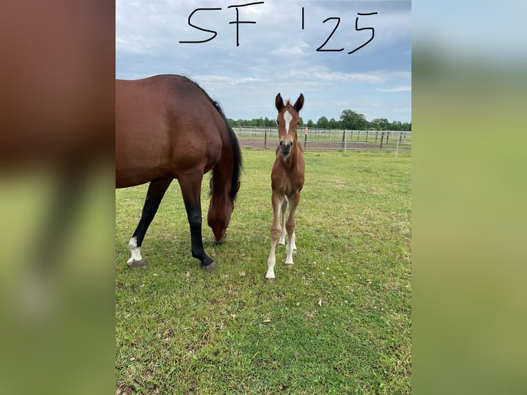 Hanoverian Mare Foal (05/2025) 16,2 hh Chestnut in Gusborn