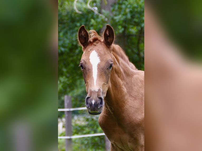 Hanoverian Mare Foal (05/2025) 16,2 hh Chestnut in Gusborn