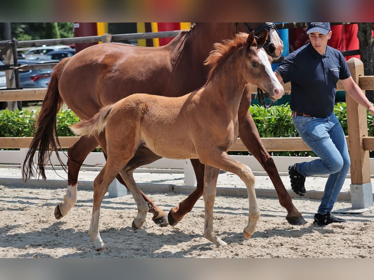 Hanoverian Mare Foal (04/2025) 16,2 hh Chestnut in Hasel&#xFC;nne