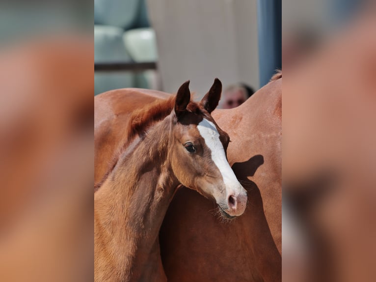 Hanoverian Mare Foal (04/2025) 16,2 hh Chestnut in Hasel&#xFC;nne