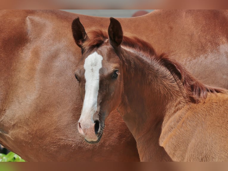Hanoverian Mare Foal (04/2025) 16,2 hh Chestnut in Hasel&#xFC;nne