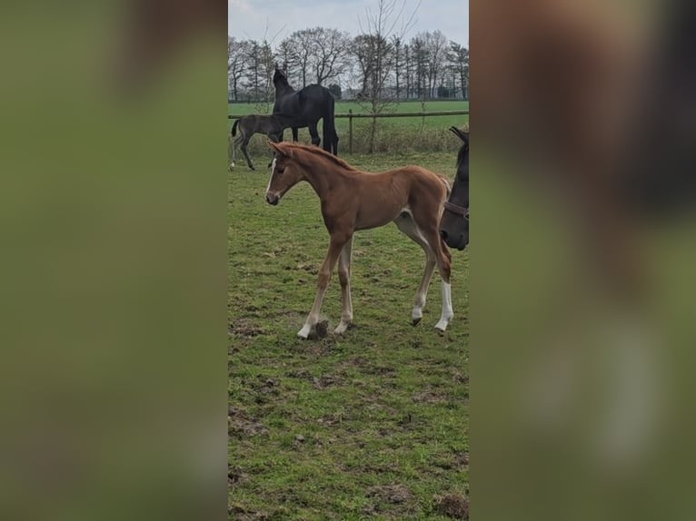 Hanoverian Mare  16,2 hh Chestnut-Red in Niederlangen