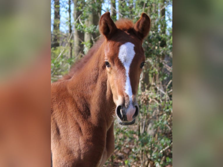 Hanoverian Mare  16,2 hh Chestnut-Red in Niederlangen