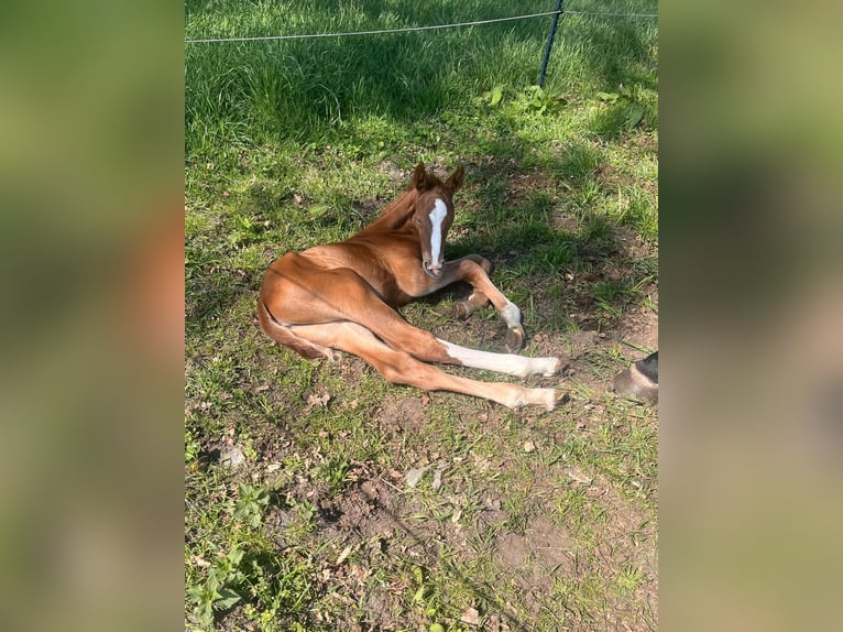 Hanoverian Mare Foal (04/2025) 16,2 hh Chestnut-Red in Oyten