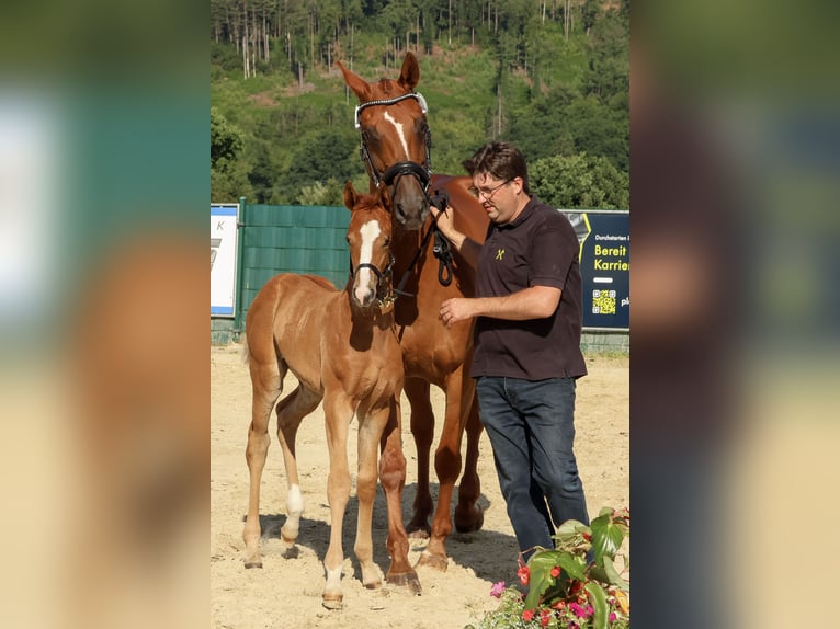 Hanoverian Mare  16,2 hh Chestnut-Red in Reichshof
