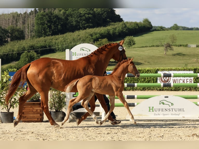Hanoverian Mare  16,2 hh Chestnut-Red in Reichshof