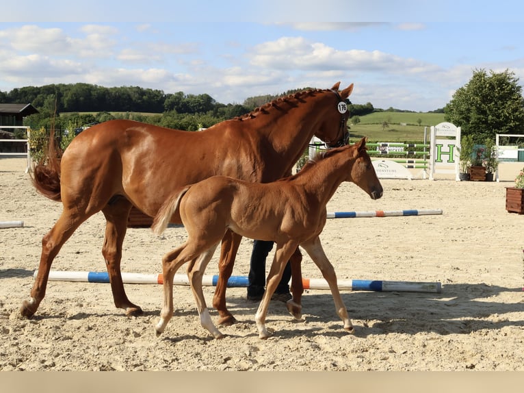Hanoverian Mare  16,2 hh Chestnut-Red in Reichshof