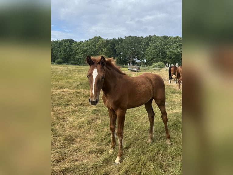 Hanoverian Mare  16,2 hh Chestnut-Red in Winsen (Aller)