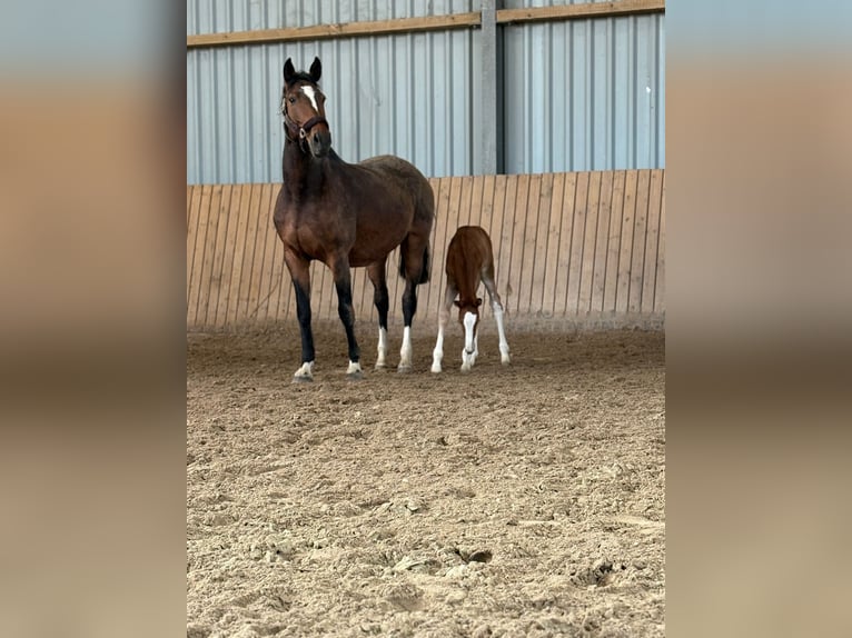 Hanoverian Mare Foal (02/2026) 16,2 hh Chestnut-Red in Rommerskirchen