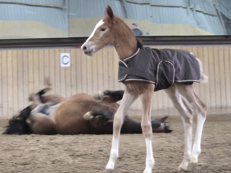Hanoverian Mare Foal (02/2026) 16,2 hh Chestnut-Red in Rommerskirchen