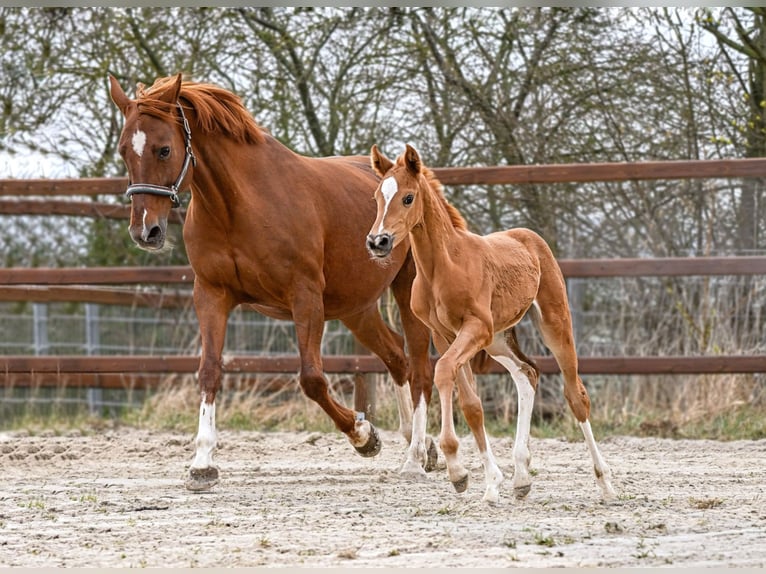 Hanoverian Mare Foal (03/2026) 16,2 hh  in Königslutter am Elm