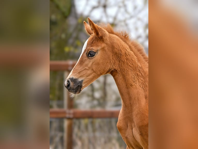 Hanoverian Mare Foal (03/2026) 16,2 hh  in Königslutter am Elm