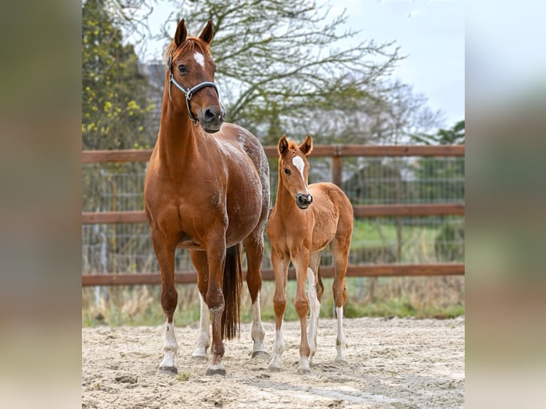 Hanoverian Mare Foal (03/2026) 16,2 hh  in Königslutter am Elm
