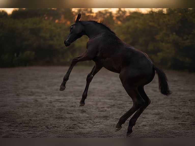 Hanoverian Mare Foal (05/2025) 16,2 hh Smoky-Black in Krak&#xF3;w