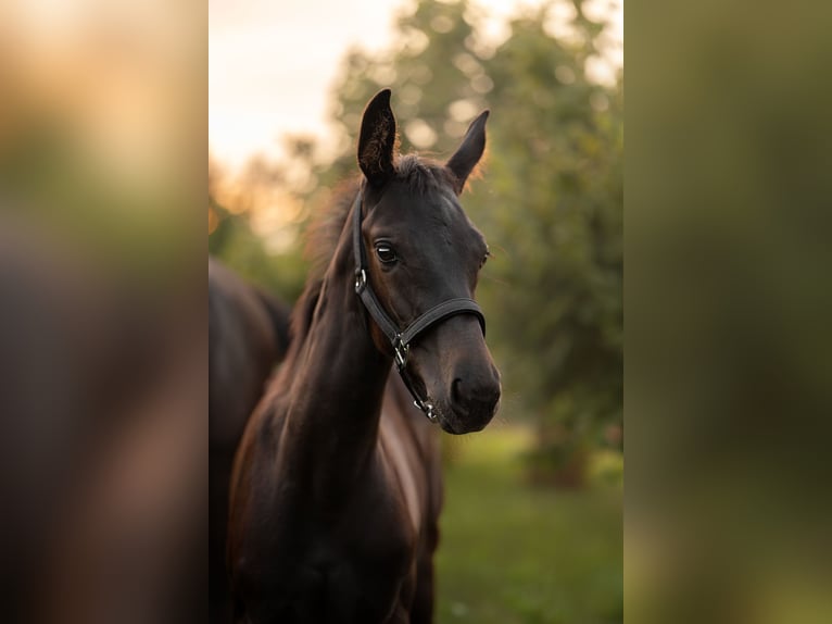 Hanoverian Mare Foal (05/2025) 16,2 hh Smoky-Black in Krak&#xF3;w