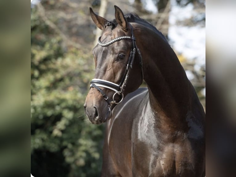 Hanoverian Mare Foal (05/2025) 16,2 hh Smoky-Black in Krak&#xF3;w