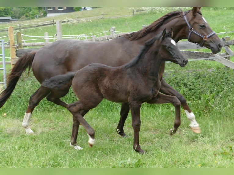 Hanoverian Mare  16,3 hh Black in Greifenstein