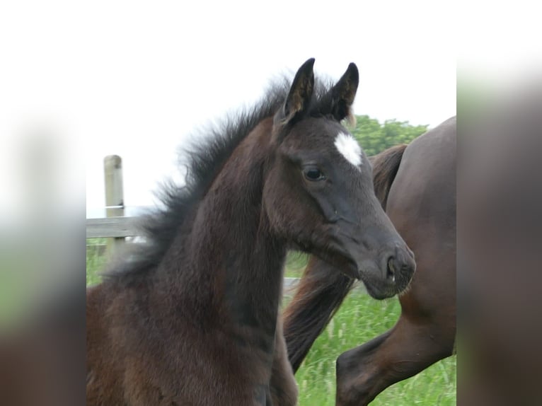 Hanoverian Mare  16,3 hh Black in Greifenstein