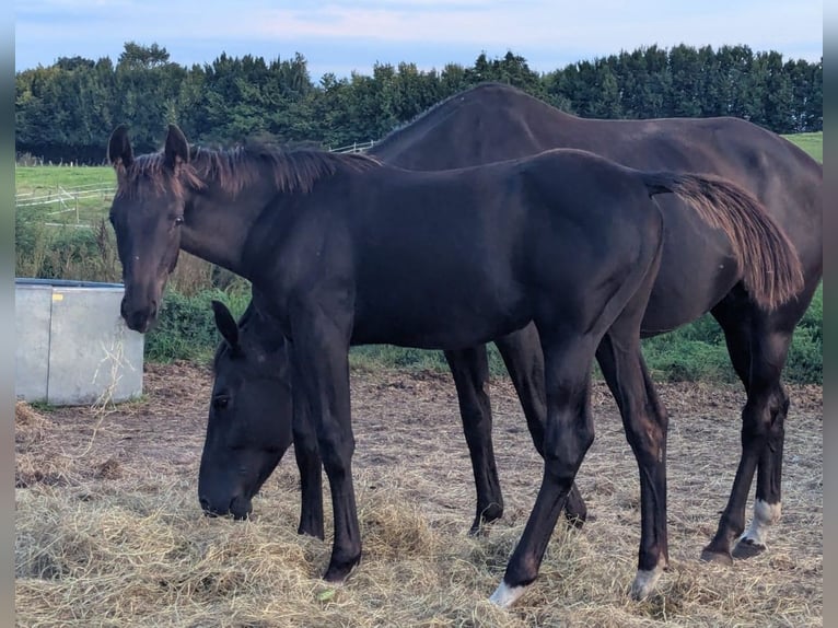 Hanoverian Mare Foal (04/2025) 16,3 hh Black in Ratekau