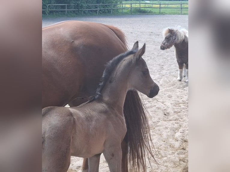 Hanoverian Mare  16,3 hh Black in Spahnharrenst&#xE4;tte
