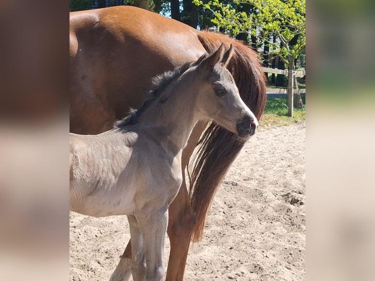 Hanoverian Mare  16,3 hh Black in Spahnharrenst&#xE4;tte