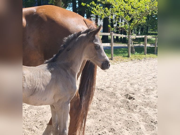 Hanoverian Mare  16,3 hh Black in Spahnharrenst&#xE4;tte