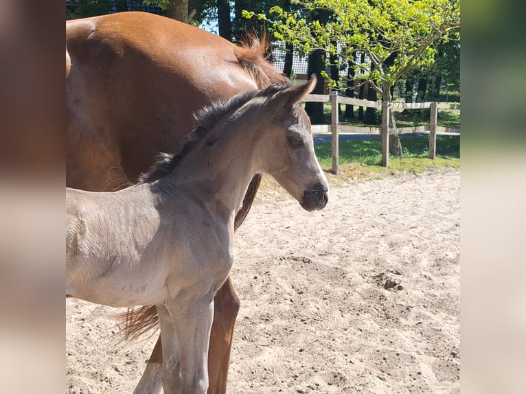 Hanoverian Mare  16,3 hh Black in Spahnharrenst&#xE4;tte