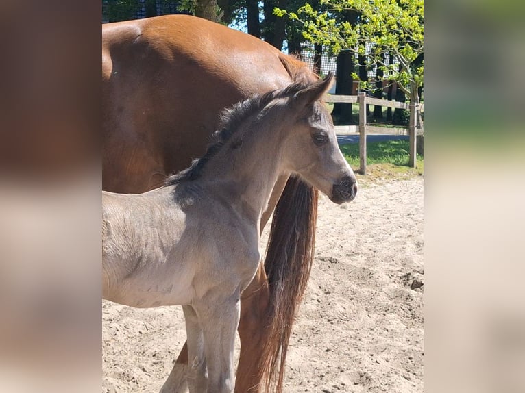 Hanoverian Mare  16,3 hh Black in Spahnharrenst&#xE4;tte