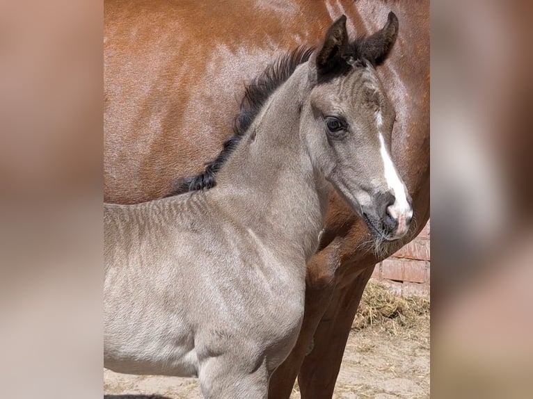 Hanoverian Mare  16,3 hh Black in Spahnharrenst&#xE4;tte