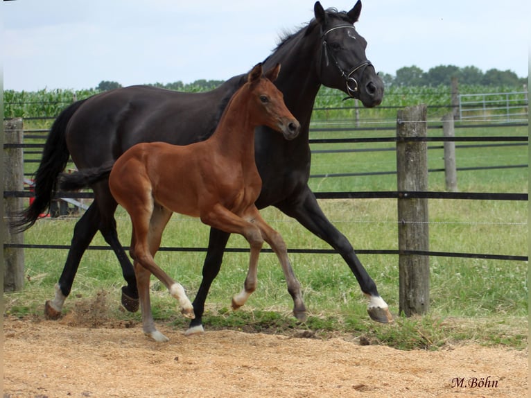 Hanoverian Mare  16,3 hh Brown in Ahlerstedt