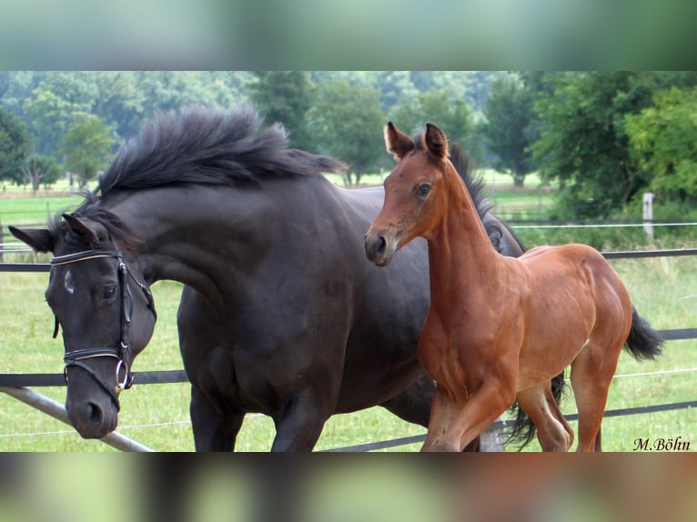 Hanoverian Mare  16,3 hh Brown in Ahlerstedt