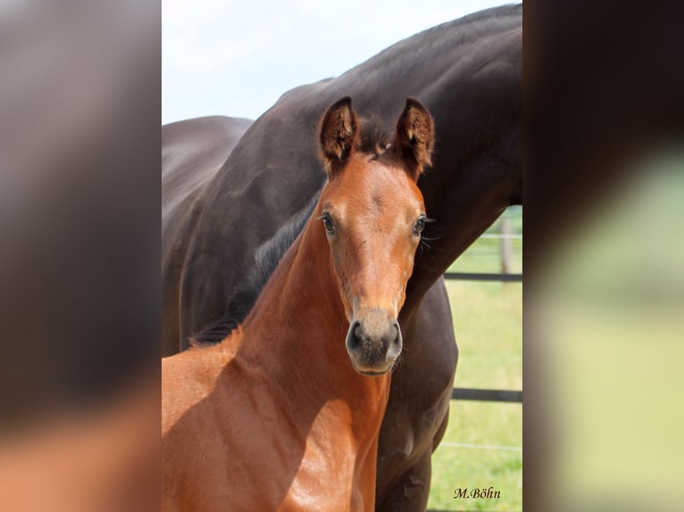 Hanoverian Mare  16,3 hh Brown in Ahlerstedt