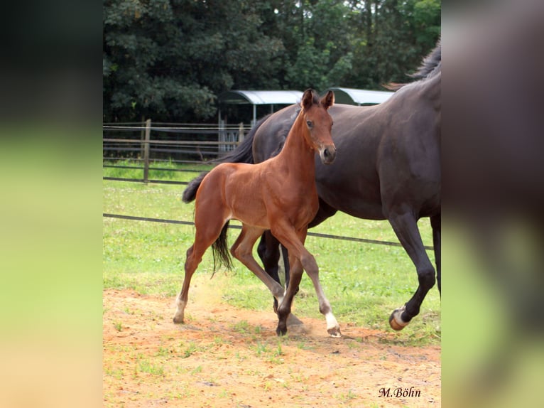 Hanoverian Mare  16,3 hh Brown in Ahlerstedt