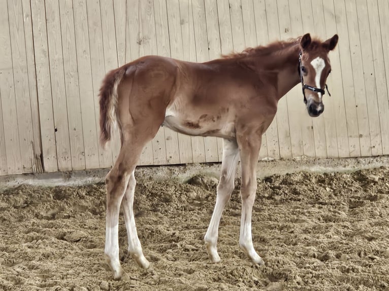 Hanoverian Mare  16,3 hh Chestnut-Red in Borgentreich