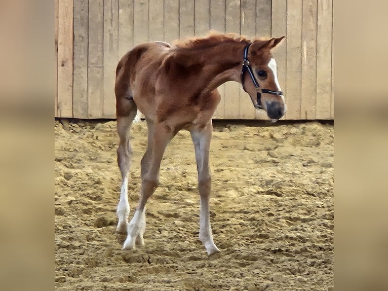 Hanoverian Mare  16,3 hh Chestnut-Red in Borgentreich