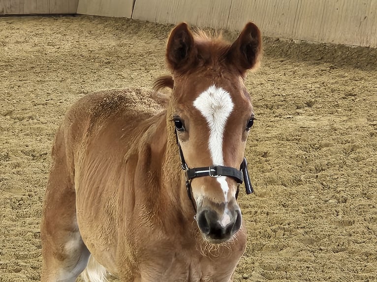 Hanoverian Mare  16,3 hh Chestnut-Red in Borgentreich