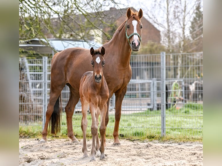Hanoverian Mare Foal (03/2026) 17 hh Bay-Dark in Königslutter am Elm