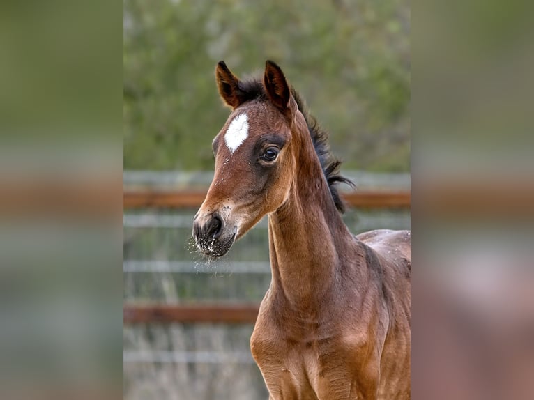 Hanoverian Mare Foal (03/2026) 17 hh Bay-Dark in Königslutter am Elm