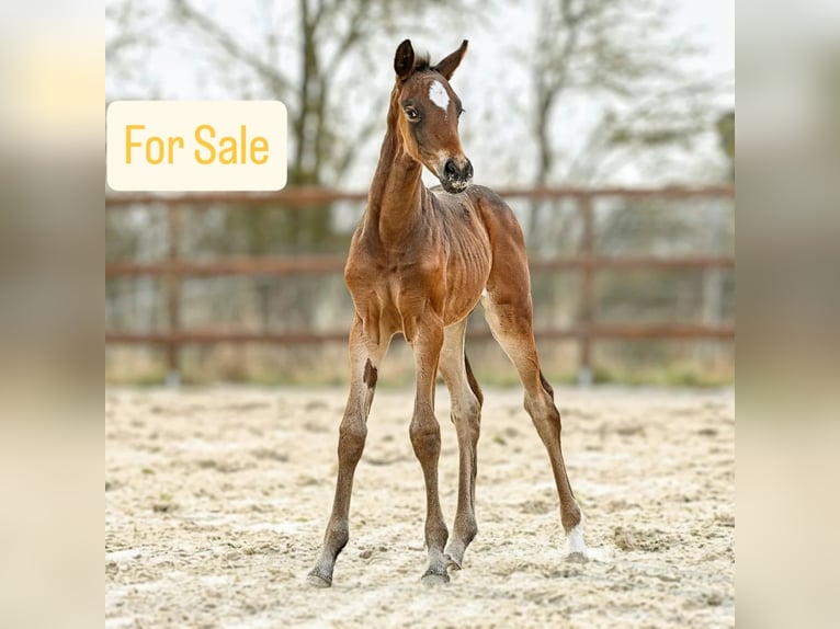 Hanoverian Mare Foal (03/2026) 17 hh Bay-Dark in Königslutter am Elm