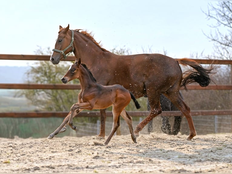 Hanoverian Mare Foal (03/2026) 17 hh Bay-Dark in Königslutter am Elm