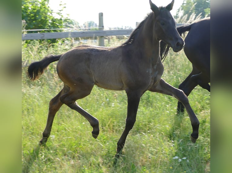 Hanoverian Mare Foal (05/2023) 17 hh Black in Greifenstein