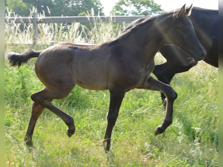 Hanoverian Mare Foal (05/2023) 17 hh Black in Greifenstein