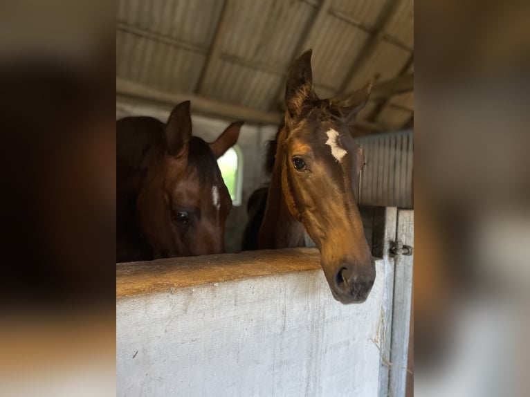 Hanoverian Mare Foal (04/2025) 17 hh Brown in Gelsted
