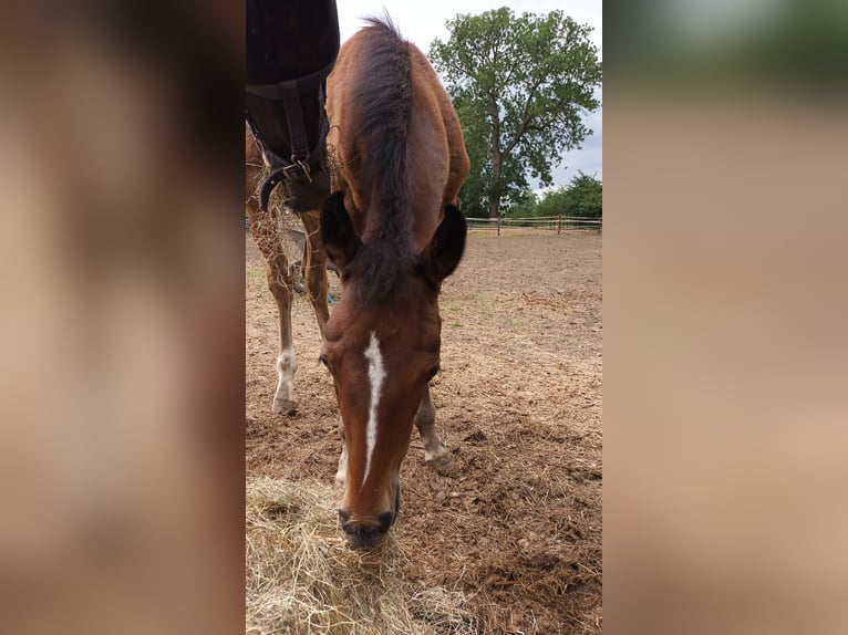 Hanoverian Mare  17 hh Brown in Kranenburg