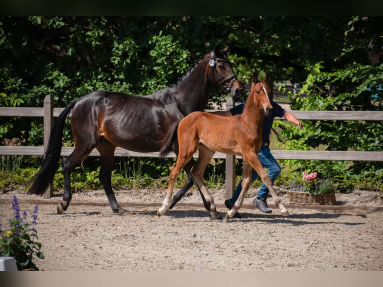 Hanoverian Mare  17 hh Brown in Kranenburg