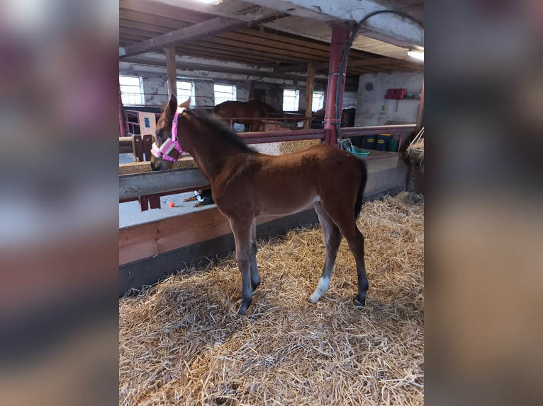 Hanoverian Mare  17 hh Brown in Kranenburg