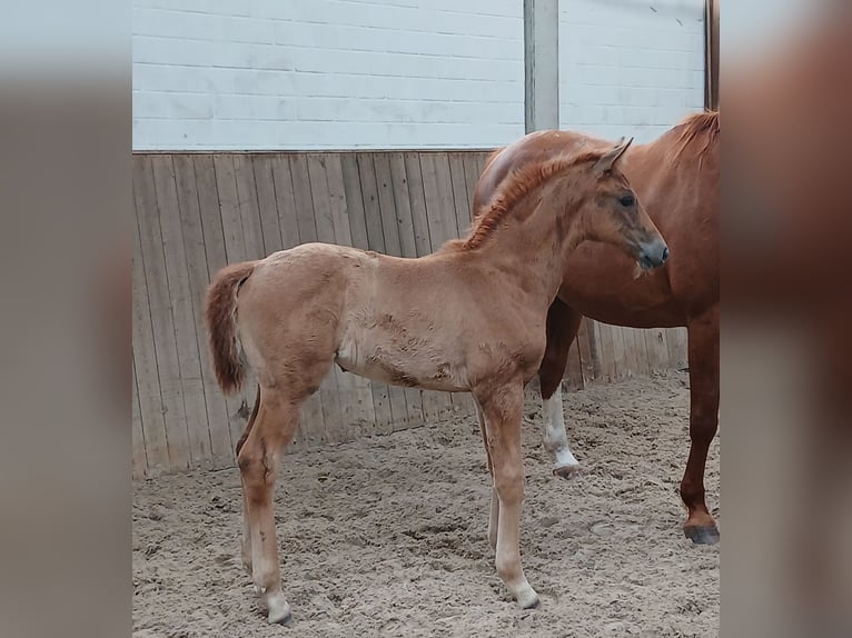 Hanoverian Mare Foal (04/2026) 17 hh Chestnut in Bassum